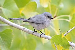 Bushtit